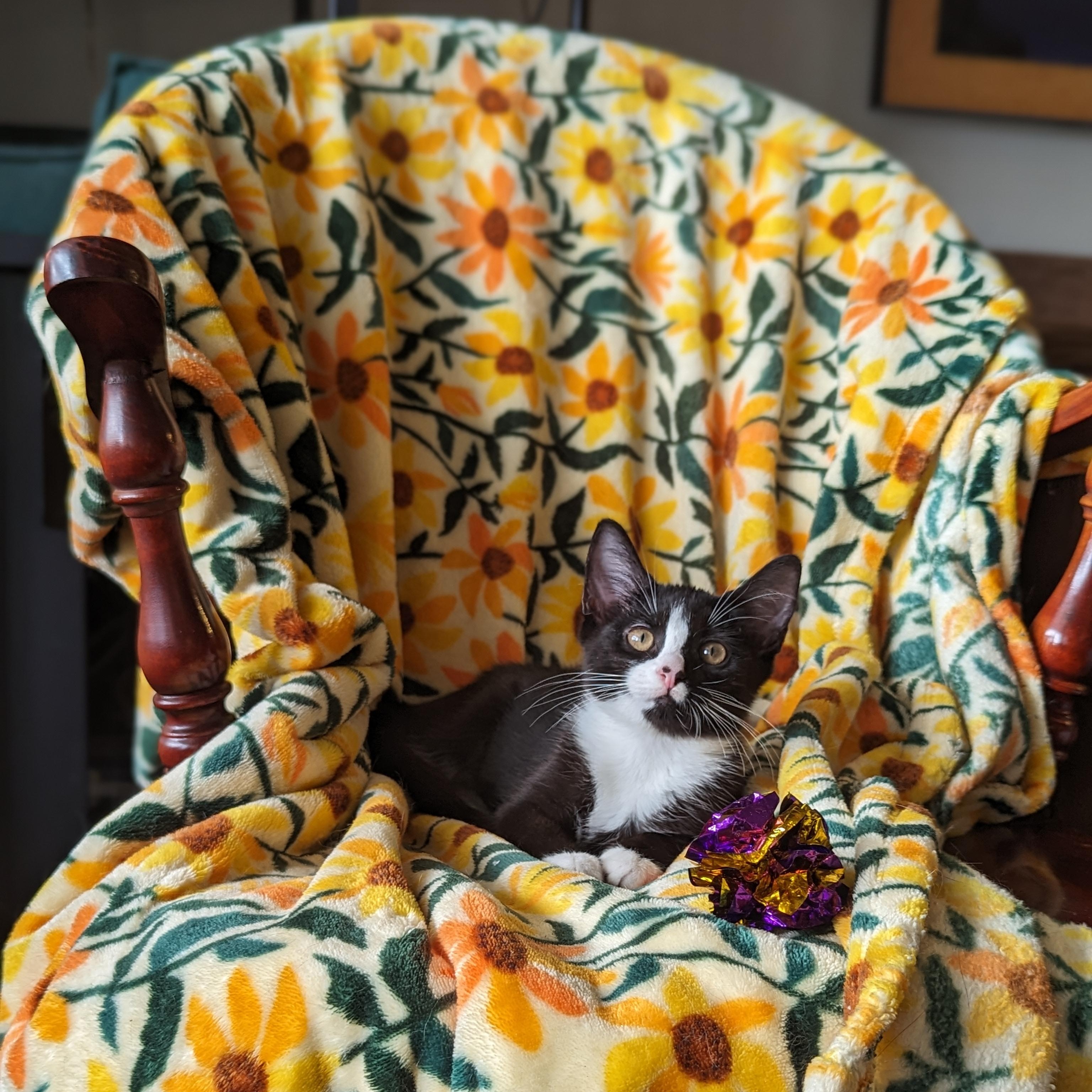Bliss (Powerpuff crew), a Adoptable Domestic Short Hair in Atlanta, GA image 2/6