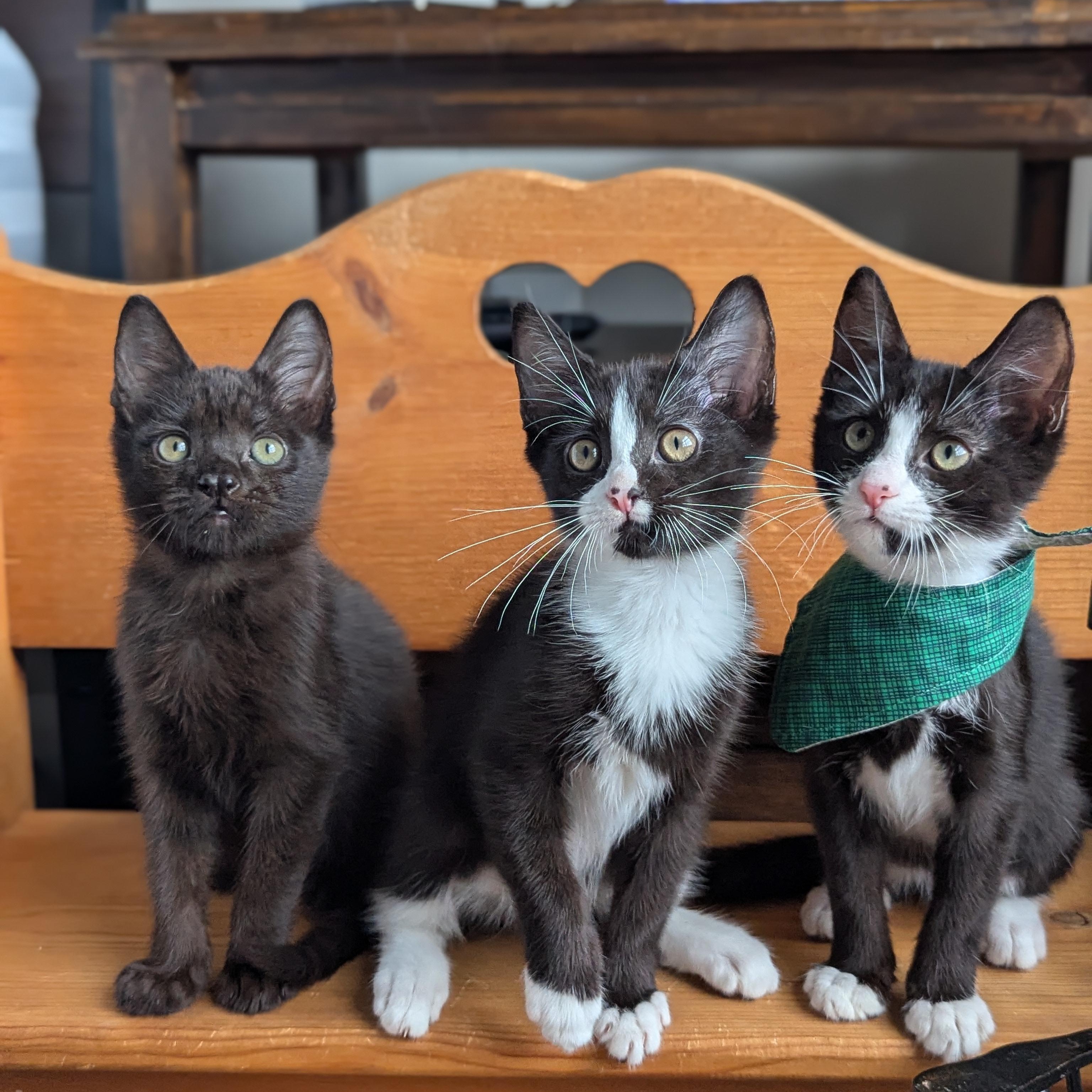 Bliss (Powerpuff crew), a Adoptable Domestic Short Hair in Atlanta, GA image 5/6