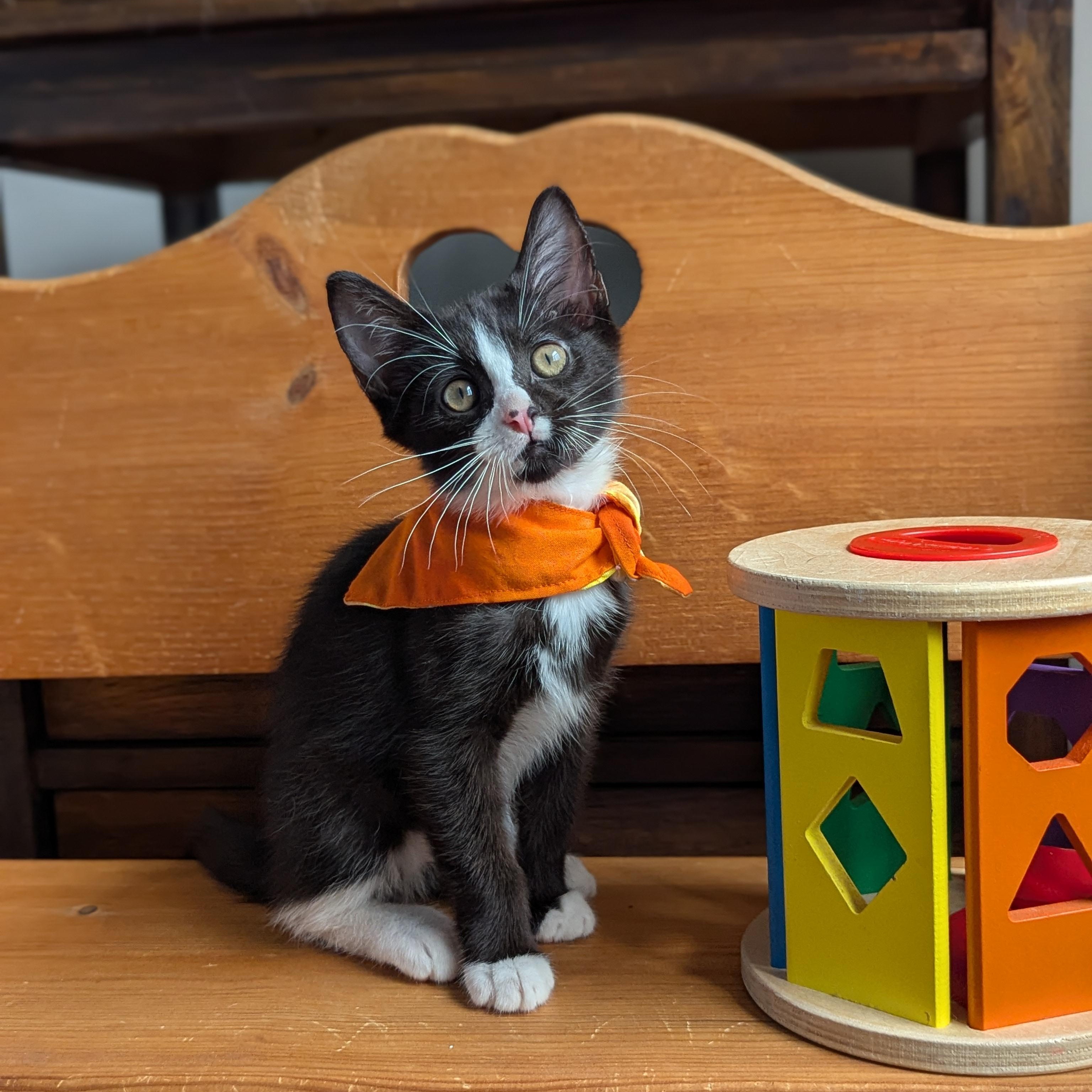 Bliss (Powerpuff crew), Adoptable, Kitten Female Domestic Short Hair.