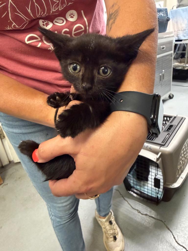 Fiorella, Adoptable, Kitten Female Domestic Short Hair.