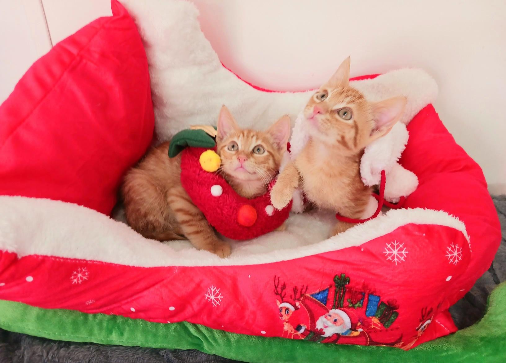 Jolly Gingerpounce, ADOPTABLE, Kitten Male Tabby.