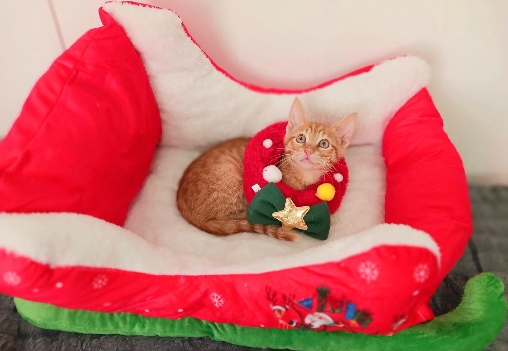 Jolly Gingerpounce, a ADOPTABLE Tabby in Mesa, AZ image 2/3