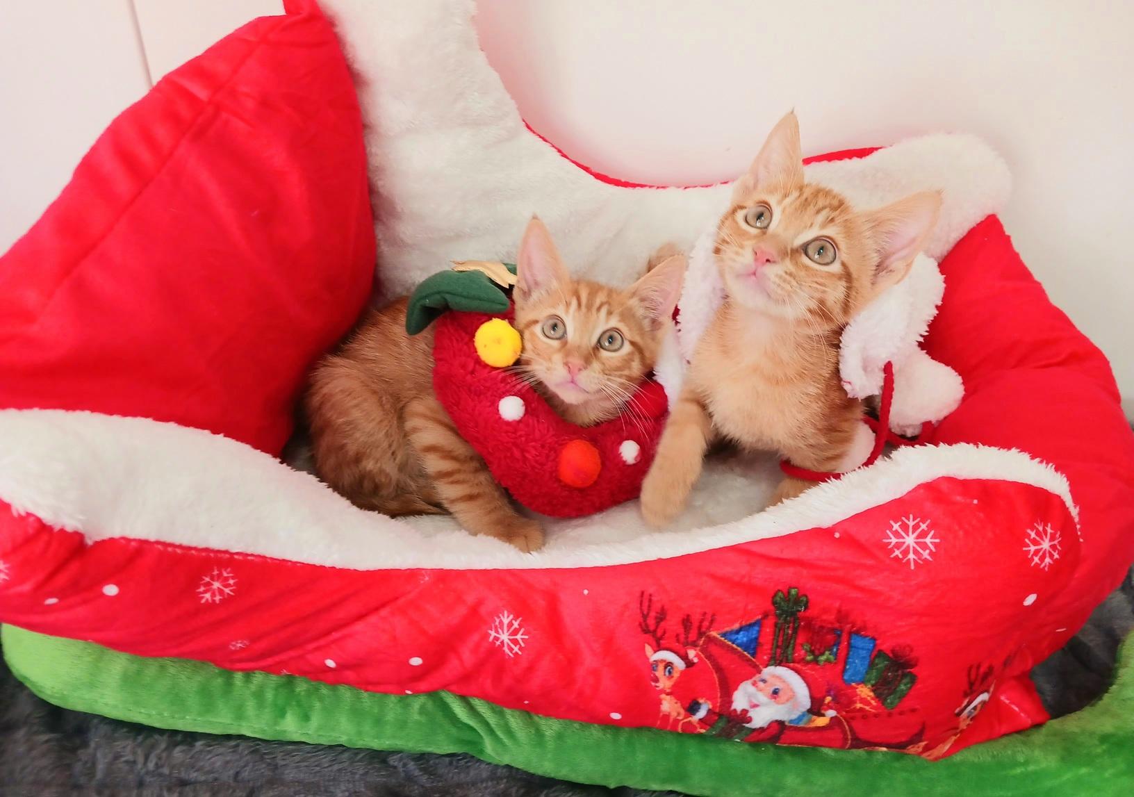 Jolly Gingerpounce, a ADOPTABLE Tabby in Mesa, AZ image 3/3