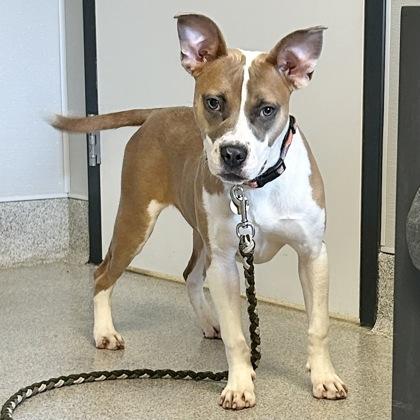 Enlarge Sharkbait, a ADOPTABLE Mixed Breed in Lansing, MI image 2/2