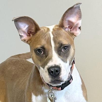 Enlarge Sharkbait, a ADOPTABLE Mixed Breed in Lansing, MI image 1/2