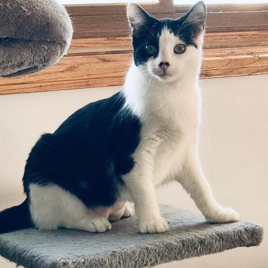 Enlarge Maria & Carey, a Adoptable mixed breed in Orland Park, IL image 2/6