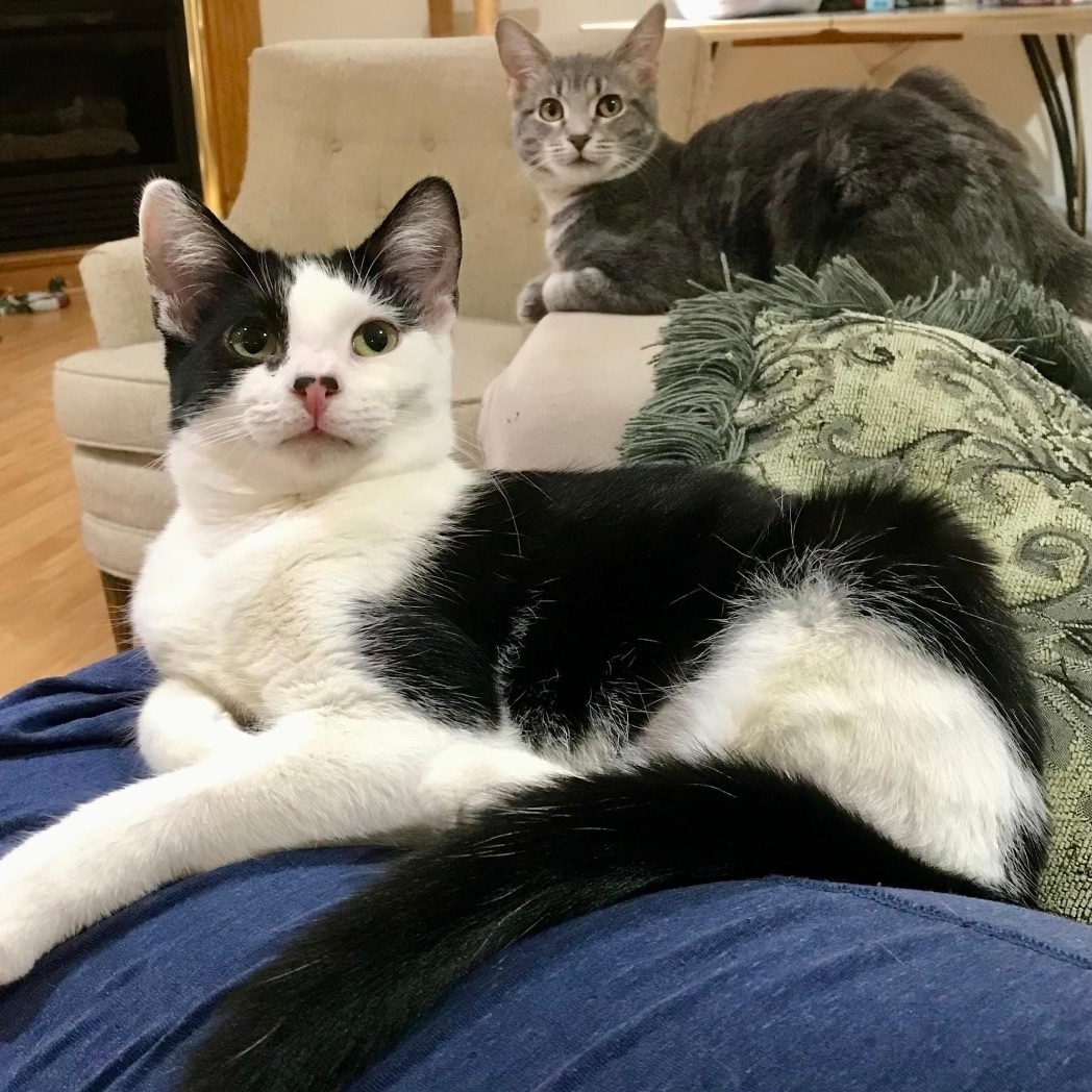 Enlarge Maria & Carey, a Adoptable mixed breed in Orland Park, IL image 3/6