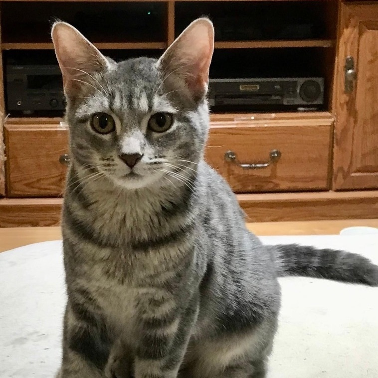 Enlarge Maria & Carey, a Adoptable mixed breed in Orland Park, IL image 4/6