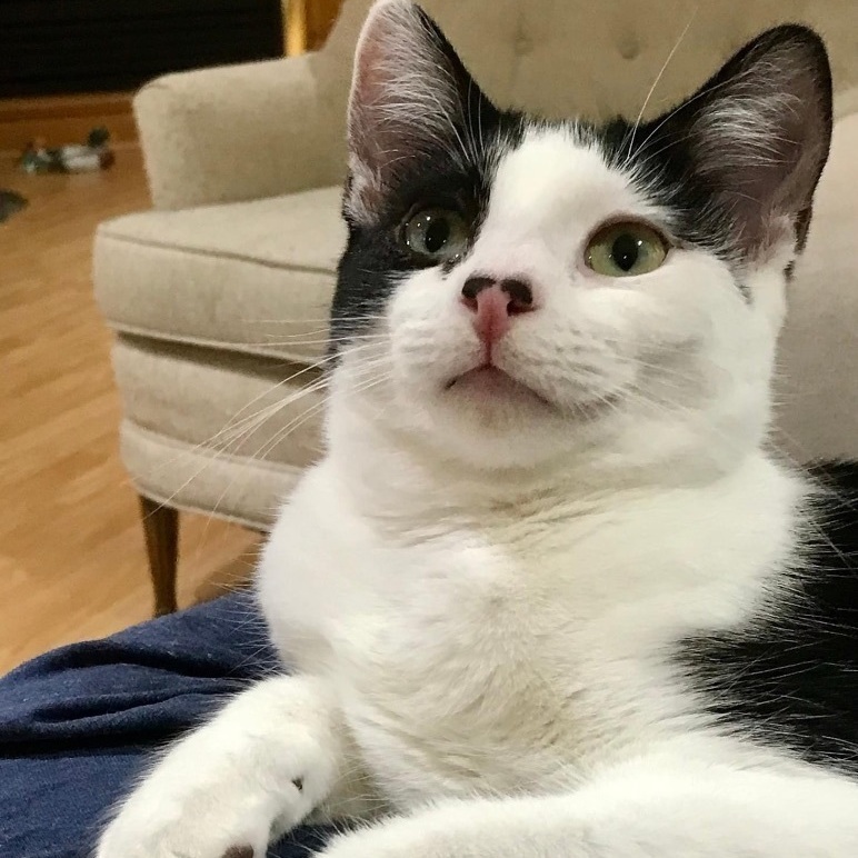 Enlarge Maria & Carey, a Adoptable mixed breed in Orland Park, IL image 5/6