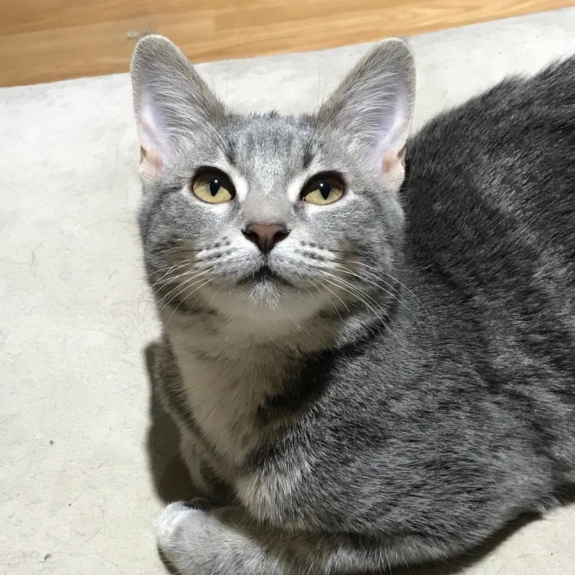 Enlarge Maria & Carey, a Adoptable mixed breed in Orland Park, IL image 1/6