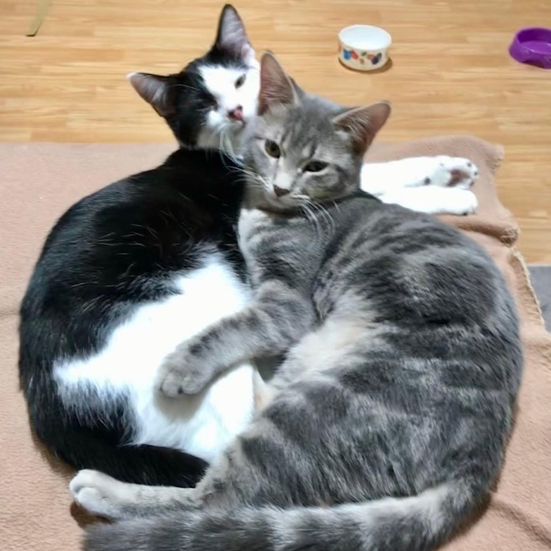 Enlarge Maria & Carey, a Adoptable mixed breed in Orland Park, IL image 6/6