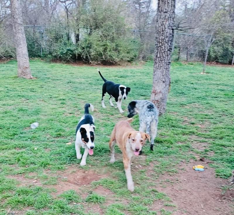 Enlarge Millie, a Adoptable mixed breed in Pineville, NC image 2/6