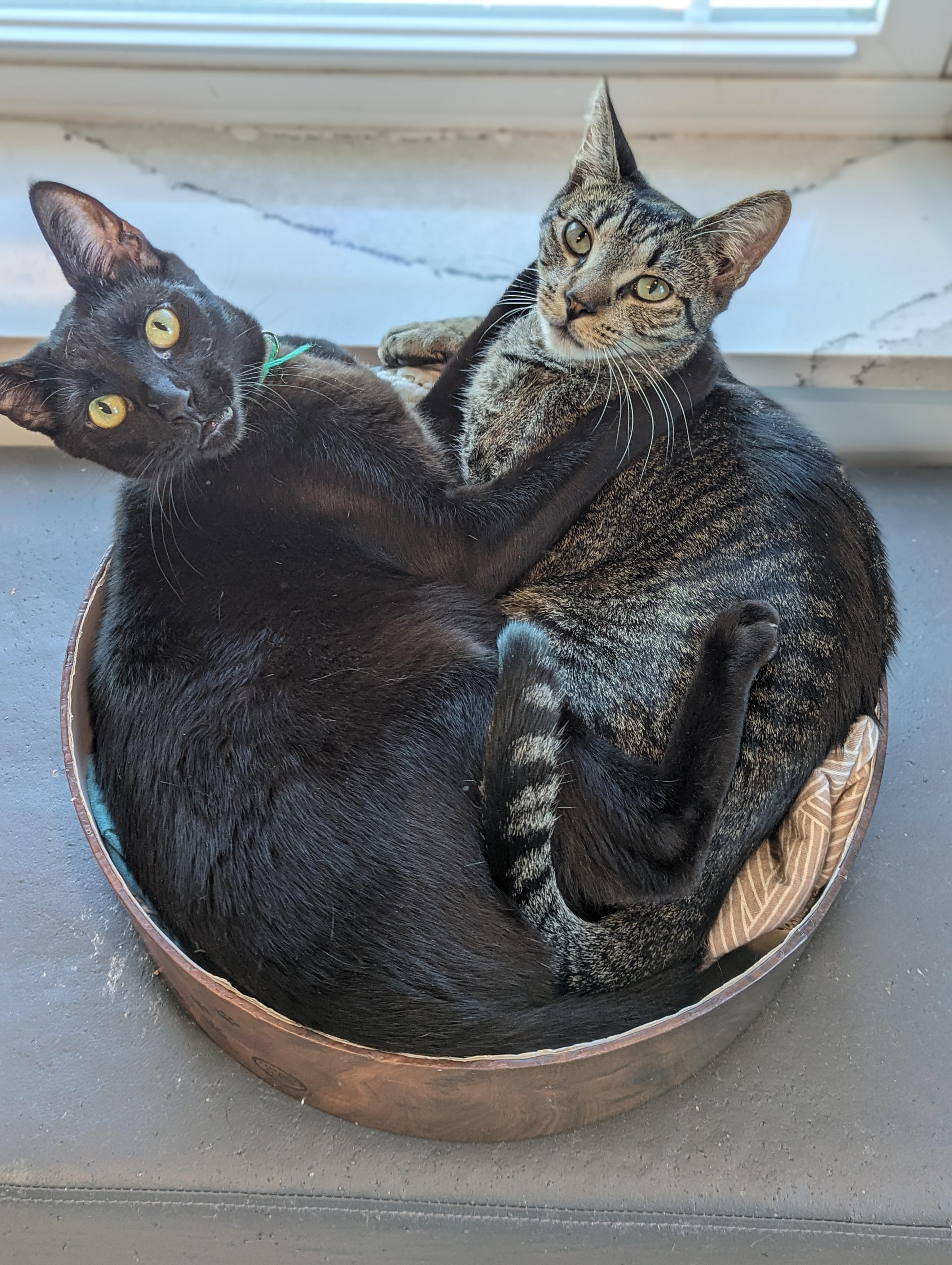 McDreamy, Adoptable, Adult Male Domestic Short Hair.
