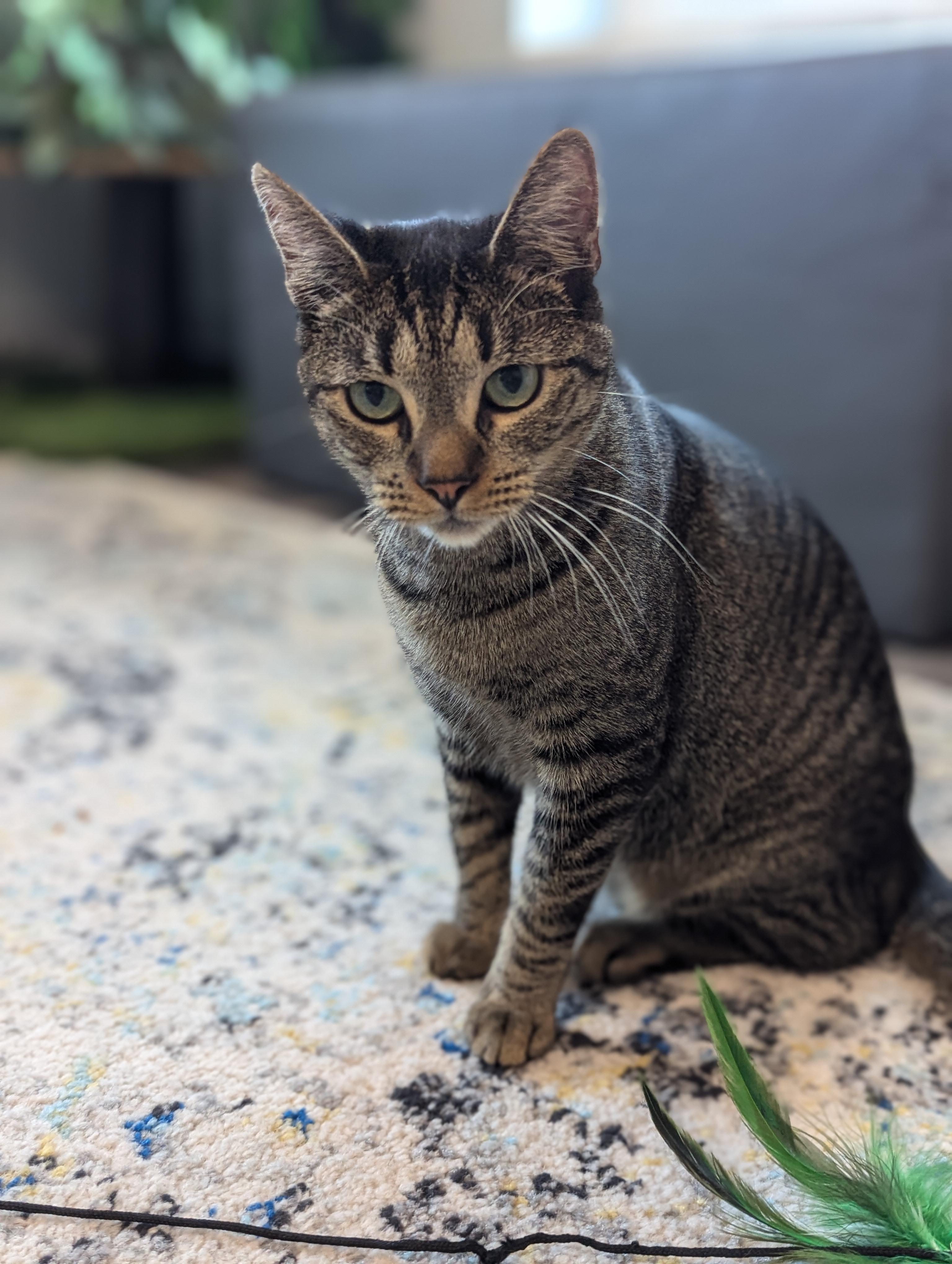 Enlarge McDreamy, a Adoptable Domestic Short Hair in St Petersburg, FL image 2/5