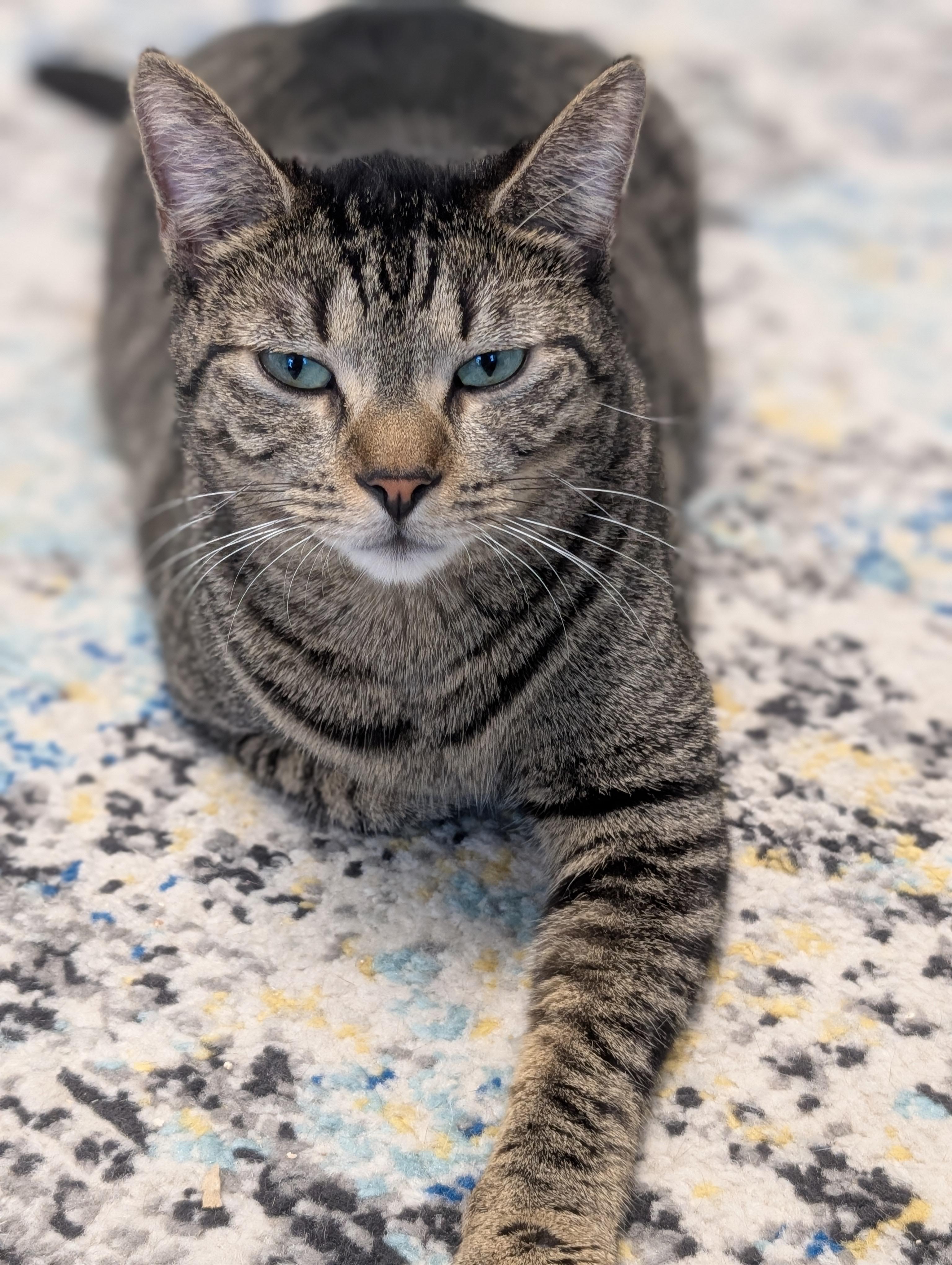 Enlarge McDreamy, a Adoptable Domestic Short Hair in St Petersburg, FL image 3/5