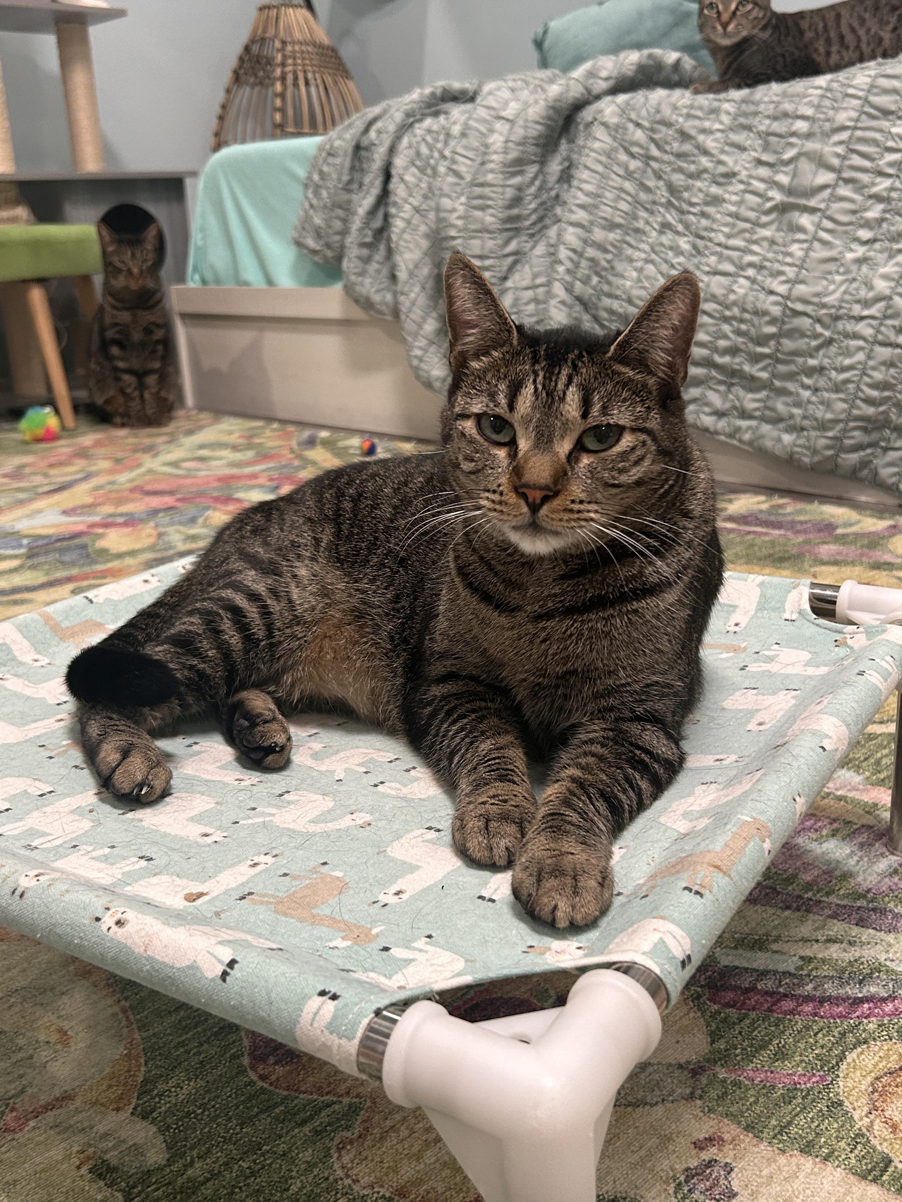 Enlarge McDreamy, a Adoptable Domestic Short Hair in St Petersburg, FL image 4/5