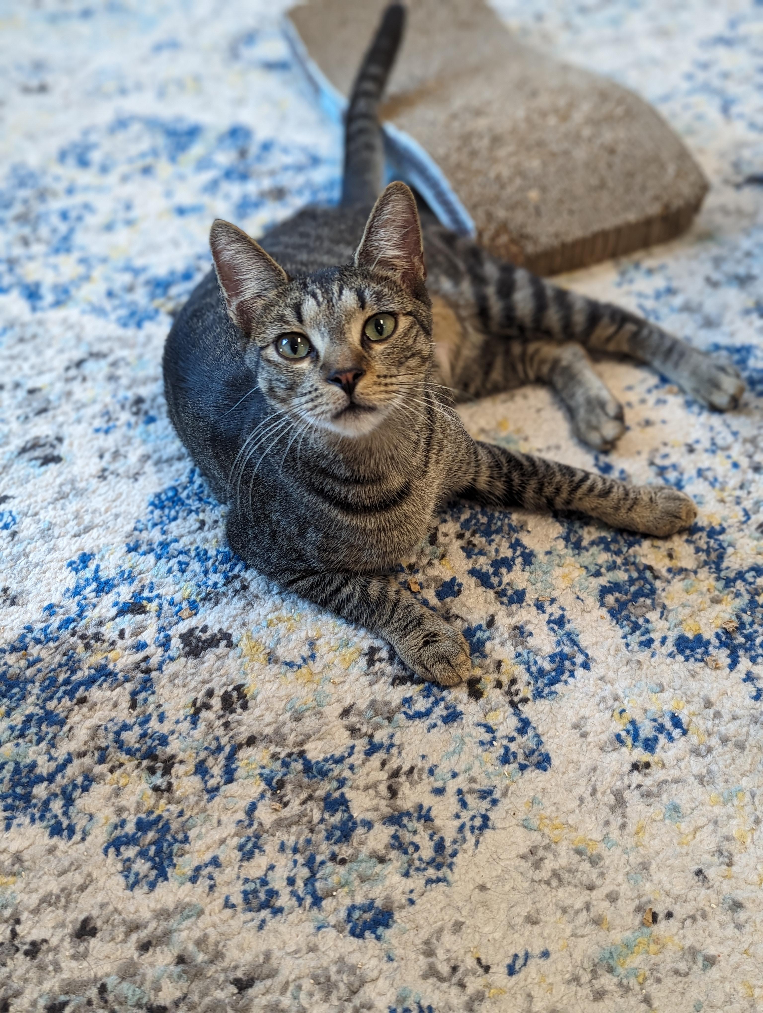 Enlarge McDreamy, a Adoptable Domestic Short Hair in St Petersburg, FL image 5/5