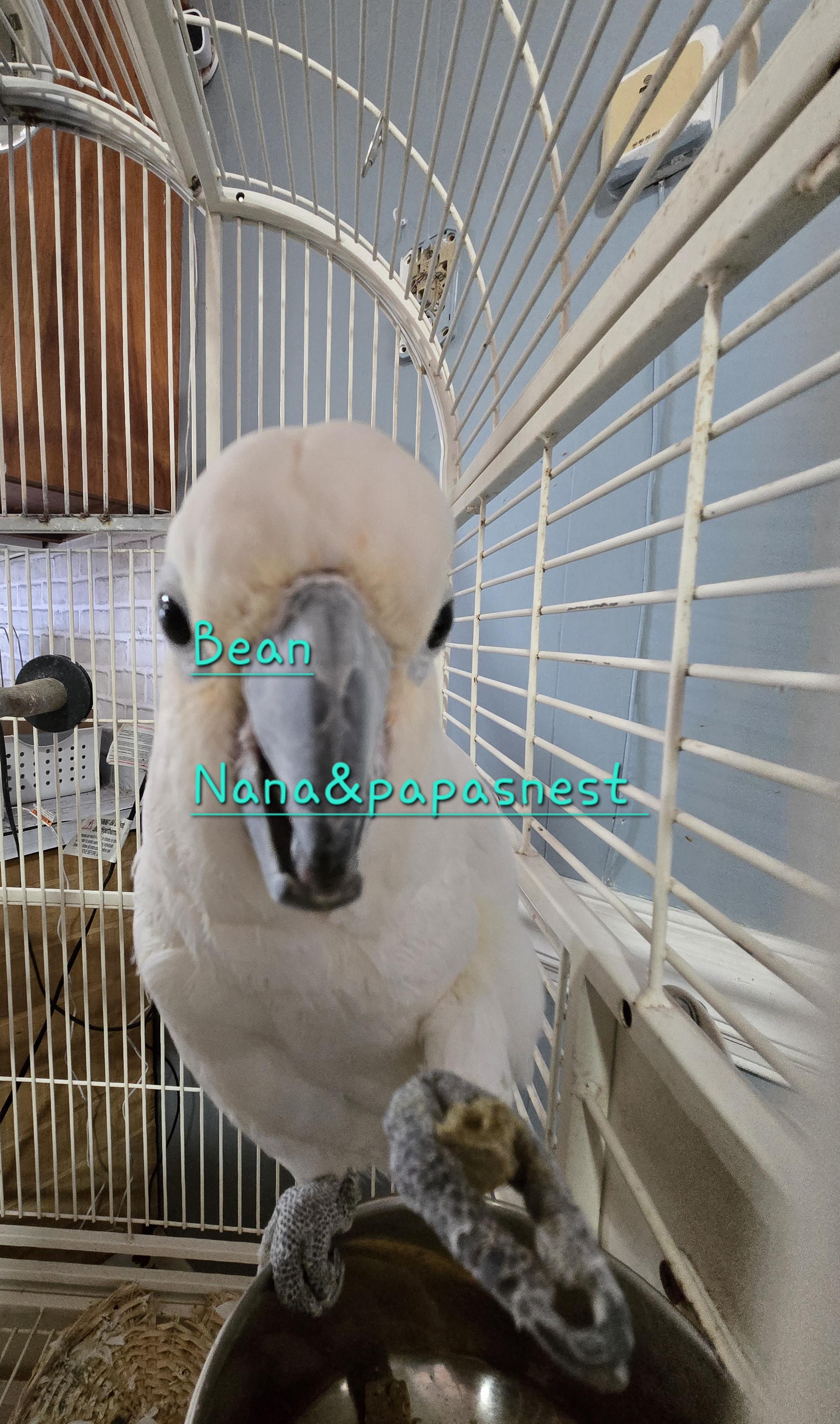 Bean, ADOPTABLE, Adult Female Cockatoo.