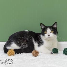 Emma, Adoptable, Adult Female Domestic Short Hair.