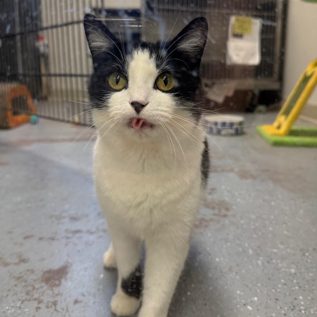 Emma, Adoptable, Adult Female Domestic Short Hair.