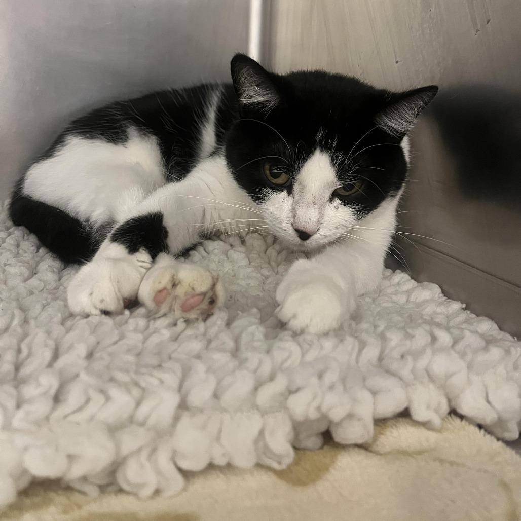 Enlarge Emma, a Adoptable mixed breed in Pekin, IL image 2/2