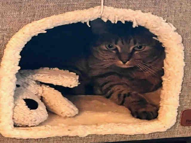 FRIEDA, Adoptable, Adult Female Domestic Short Hair.