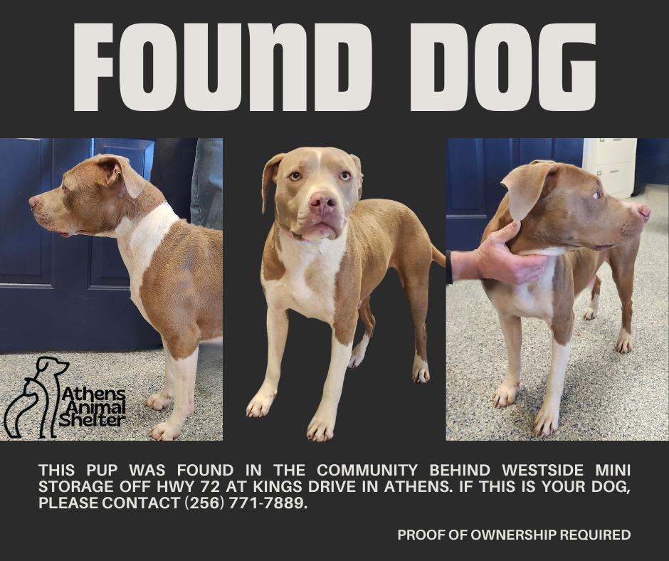 Enlarge ASTER, a Adoptable Pit Bull Terrier in Athens, AL image 1/1