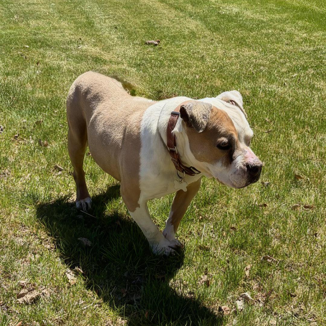 Enlarge Babs, a ADOPTABLE Pit Bull Terrier in Salt Lake City, UT image 2/6