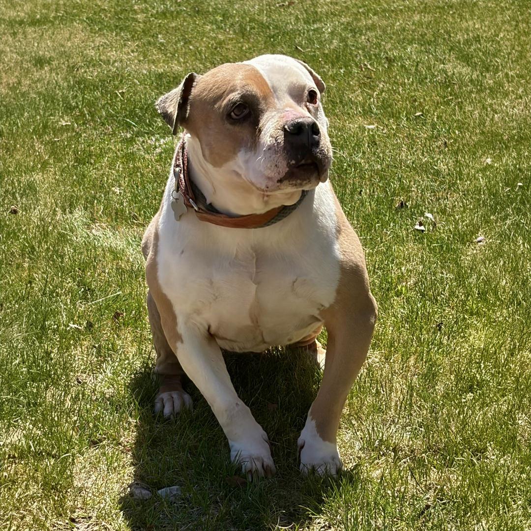 Enlarge Babs, a ADOPTABLE Pit Bull Terrier in Salt Lake City, UT image 4/6