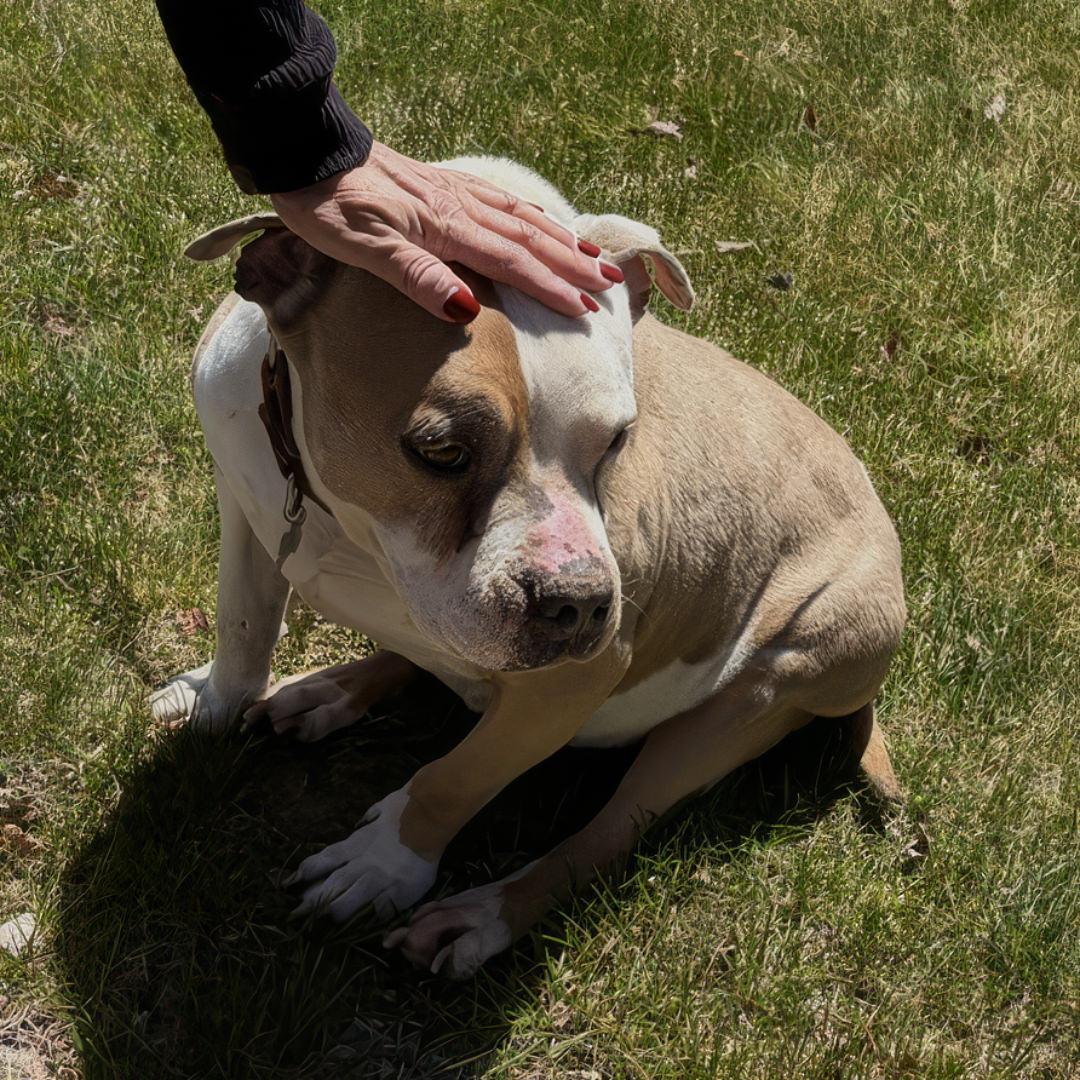 Enlarge Babs, a ADOPTABLE Pit Bull Terrier in Salt Lake City, UT image 5/6