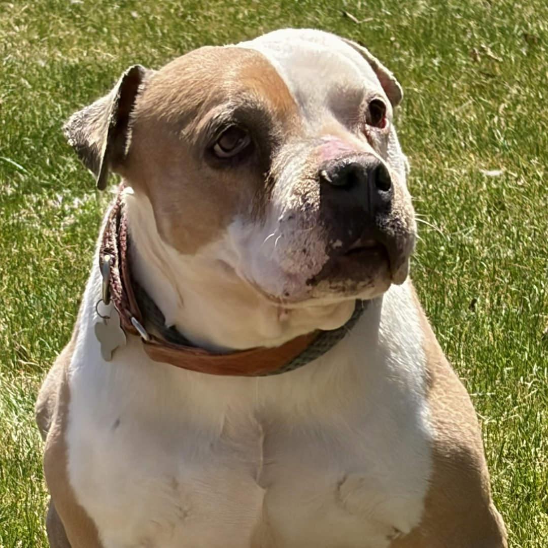 Enlarge Babs, a ADOPTABLE Pit Bull Terrier in Salt Lake City, UT image 1/6