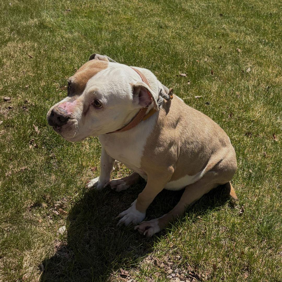 Enlarge Babs, a ADOPTABLE Pit Bull Terrier in Salt Lake City, UT image 3/6