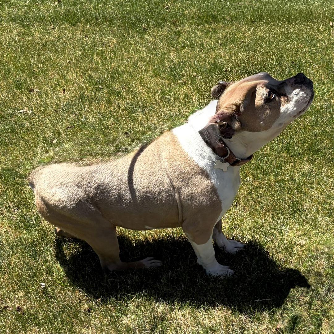 Enlarge Babs, a ADOPTABLE Pit Bull Terrier in Salt Lake City, UT image 6/6
