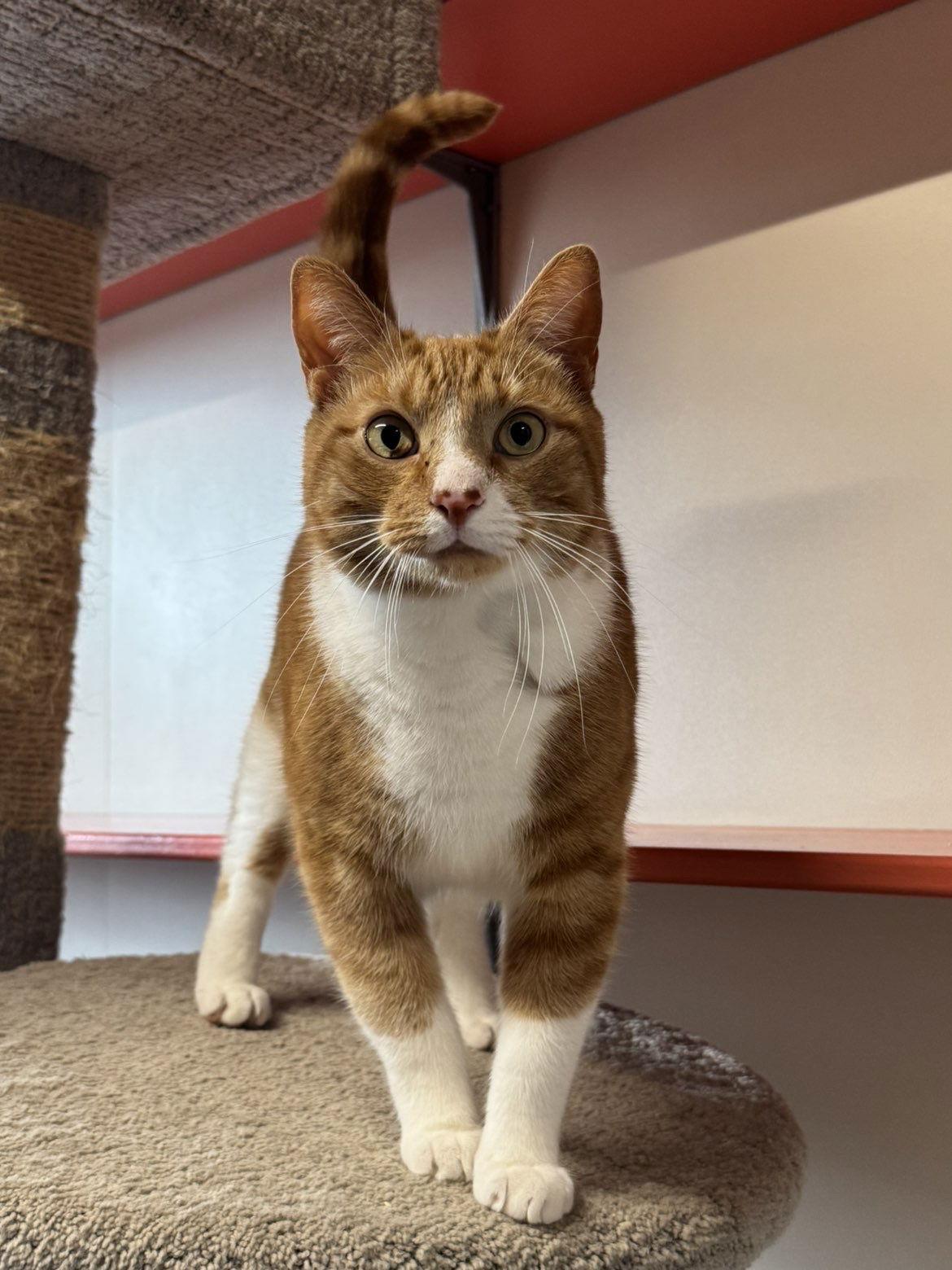 Enlarge Lofi, a Adopted Domestic Short Hair in Arlington, VT image 1/3