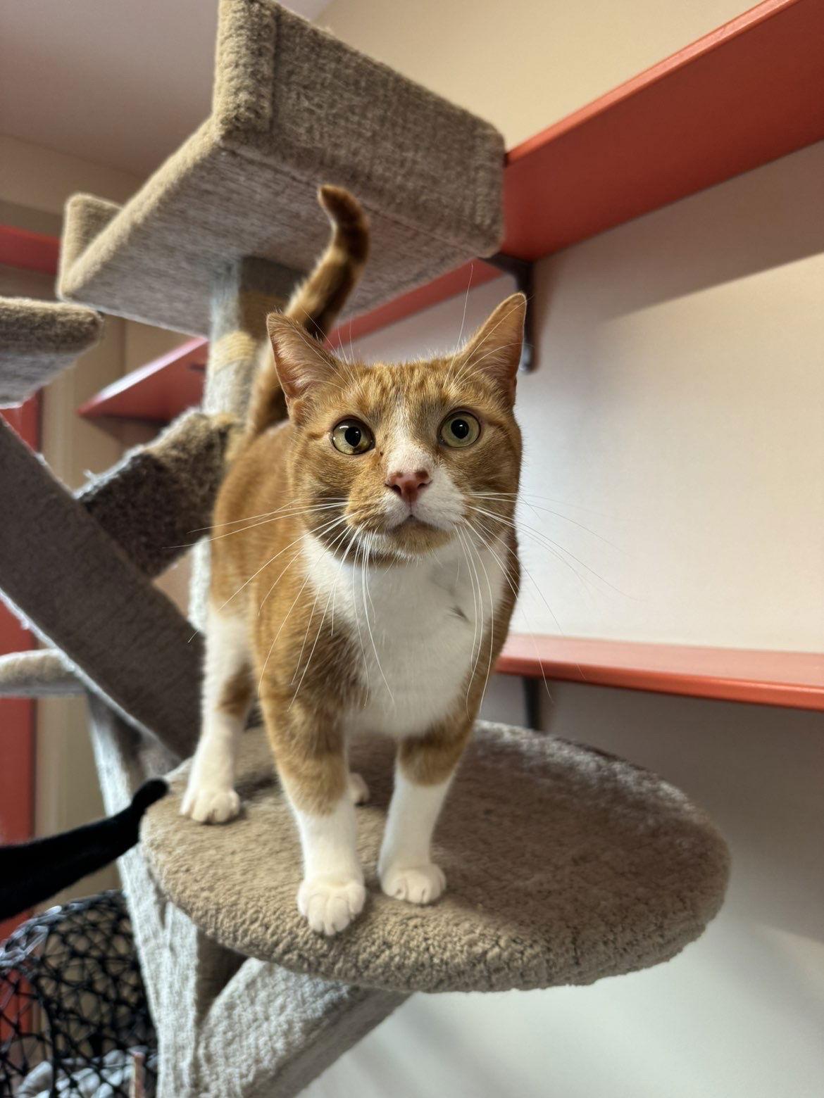 Enlarge Lofi, a Adopted Domestic Short Hair in Arlington, VT image 2/3