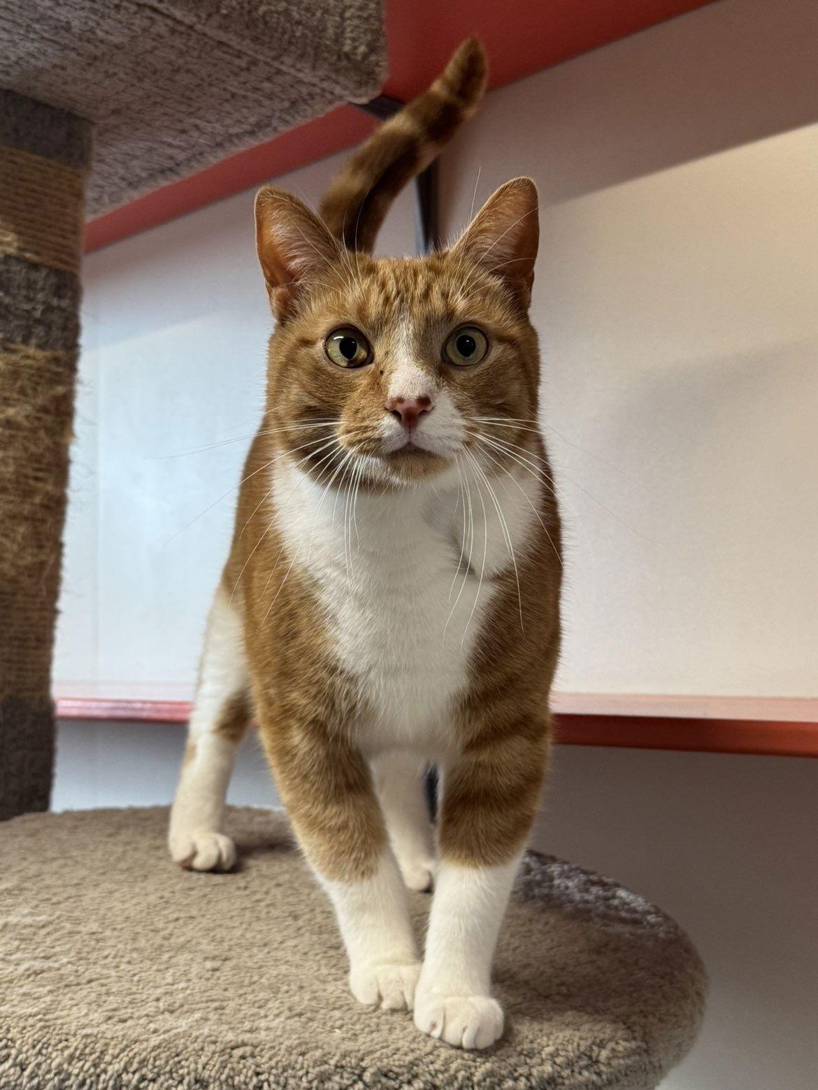 Enlarge Lofi, a Adopted Domestic Short Hair in Arlington, VT image 3/3