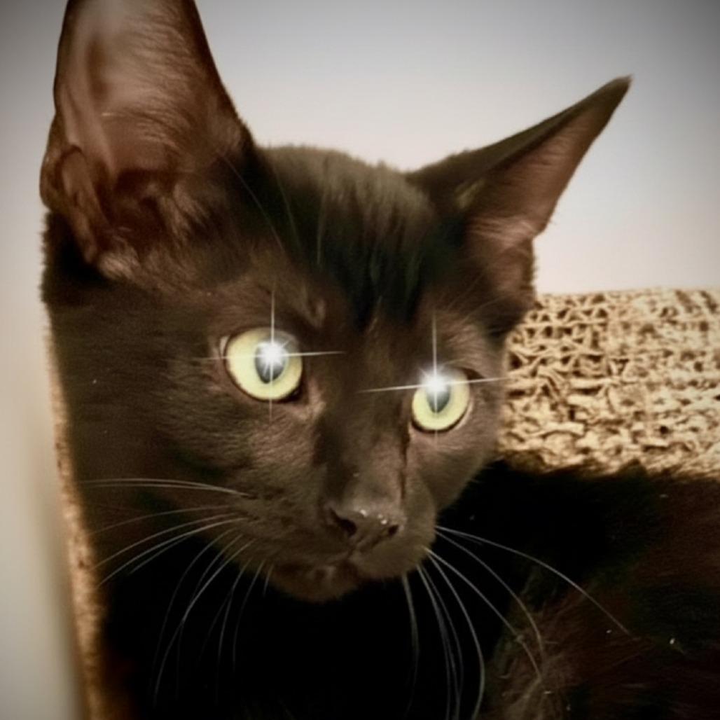 Enlarge Onyx, a Adoptable Domestic Short Hair in Houston, TX image 1/3