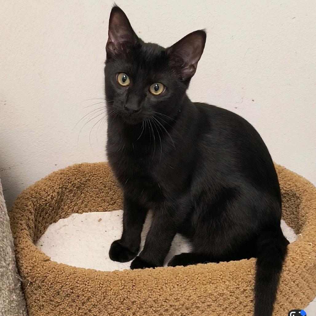 Enlarge Onyx, a Adoptable Domestic Short Hair in Houston, TX image 2/3