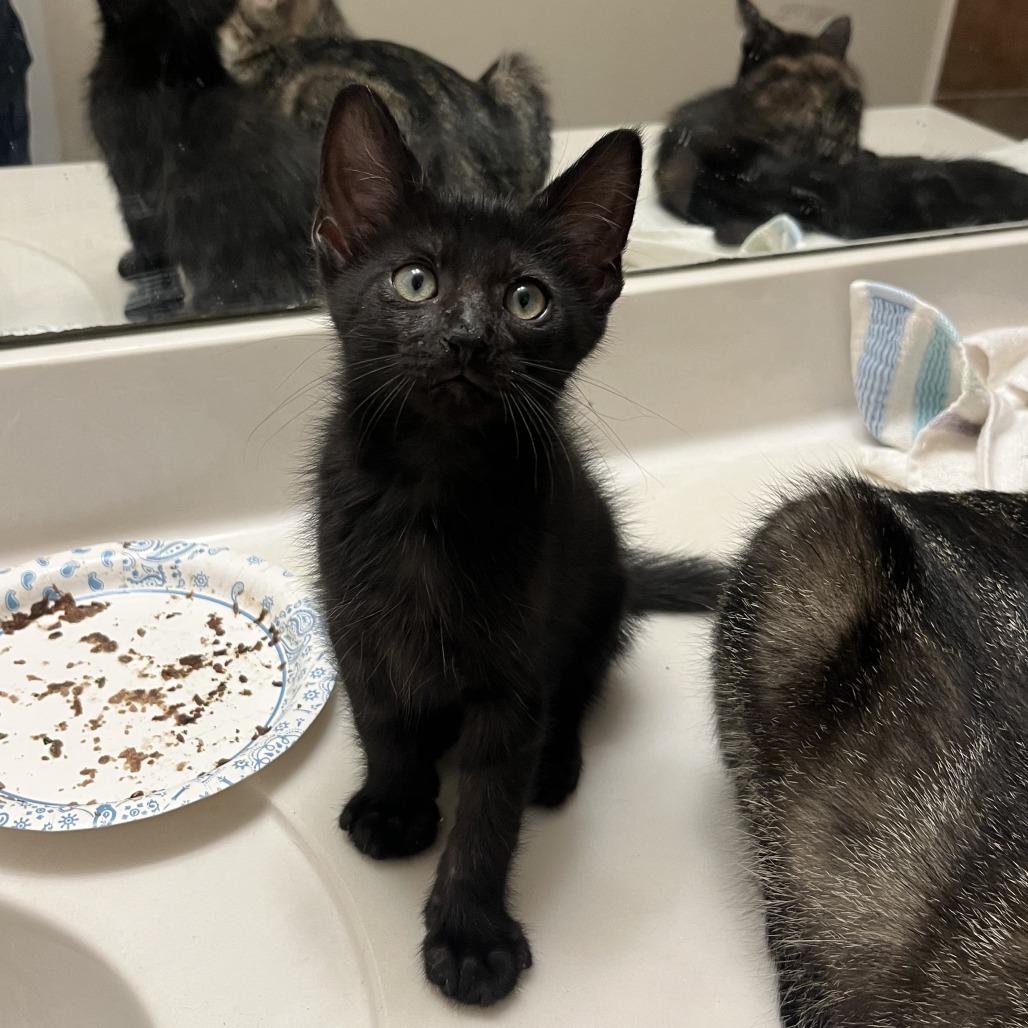 Enlarge Onyx, a Adoptable Domestic Short Hair in Houston, TX image 3/3