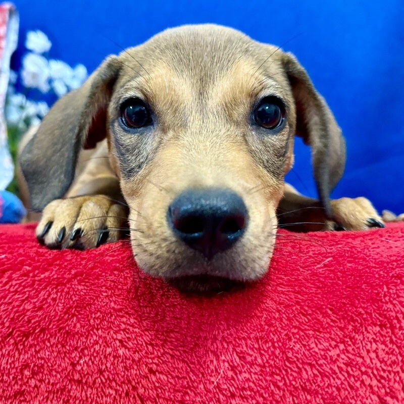 Dog for adoption Kira Dalton, a Labrador Retriever & Pit Bull Terrier