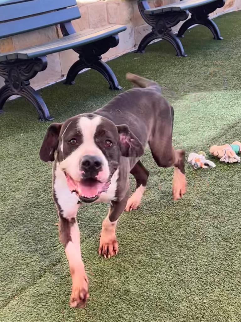 Trigger, Adoptable, Senior Male American Bulldog & Mastiff.