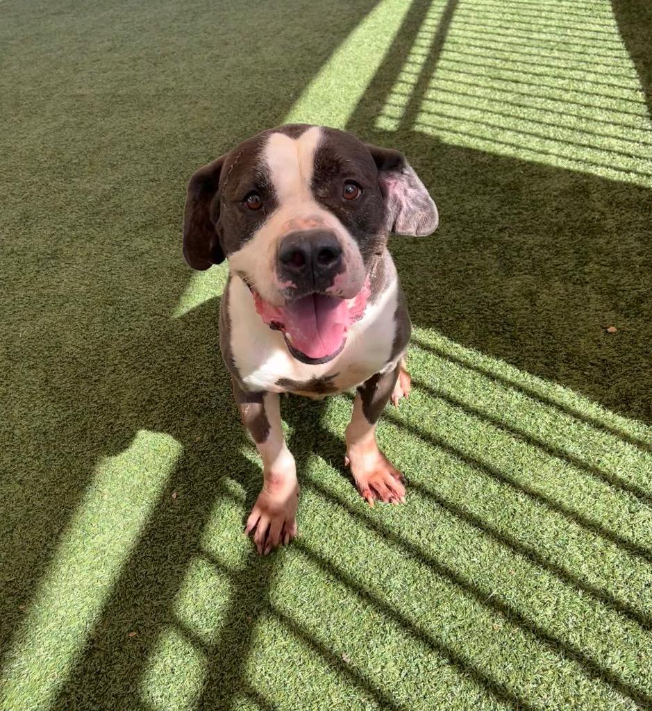 Enlarge Trigger, a Adoptable mixed breed in Seguin, TX image 2/4