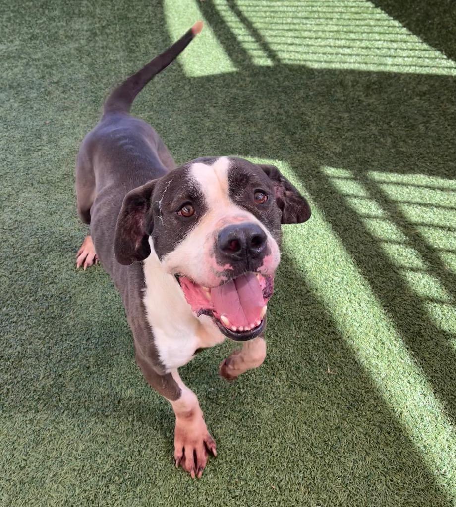 Enlarge Trigger, a Adoptable mixed breed in Seguin, TX image 3/4