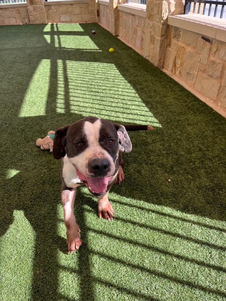 Enlarge Trigger, a Adoptable mixed breed in Seguin, TX image 4/4