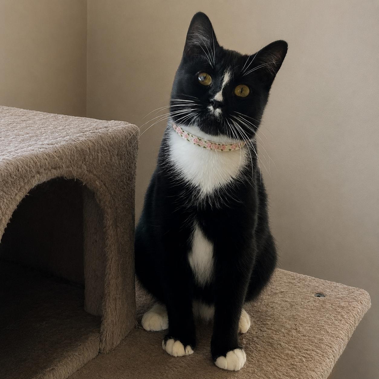 Gia, a Adoptable mixed breed in Hillsboro, TX image 3/6