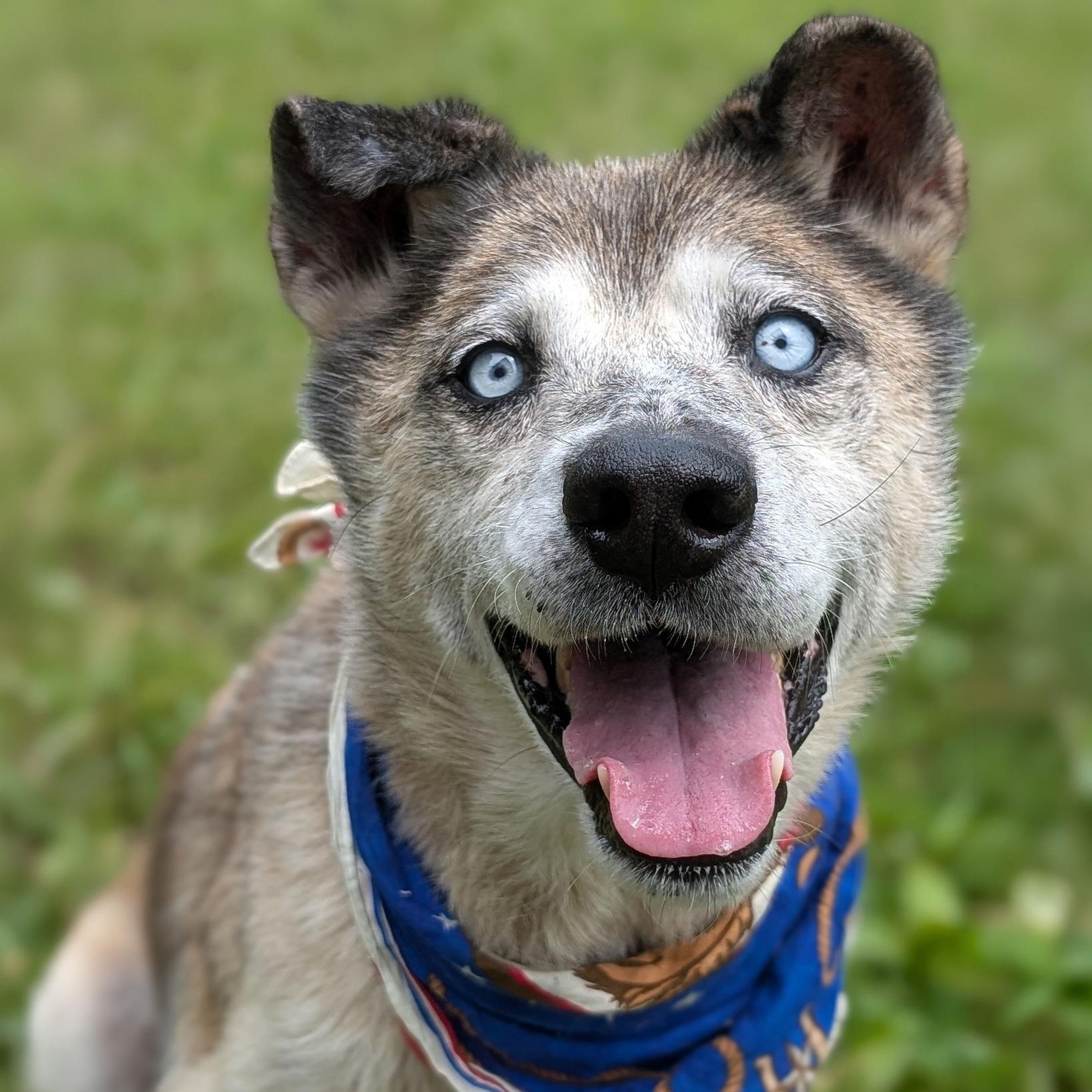 Enlarge Koda, a ADOPTABLE mixed breed in House Springs, MO image 2/2