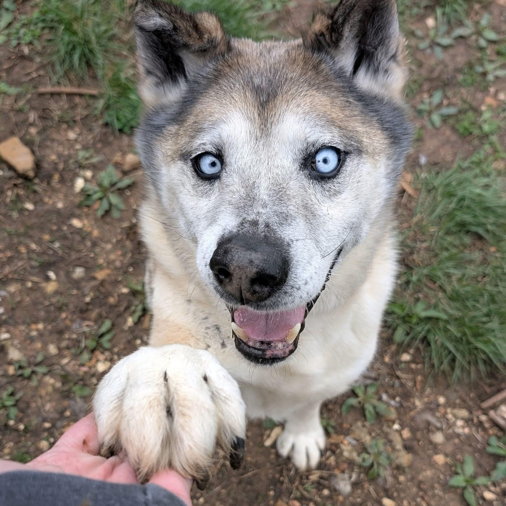 Enlarge Koda, a ADOPTABLE mixed breed in House Springs, MO image 1/2