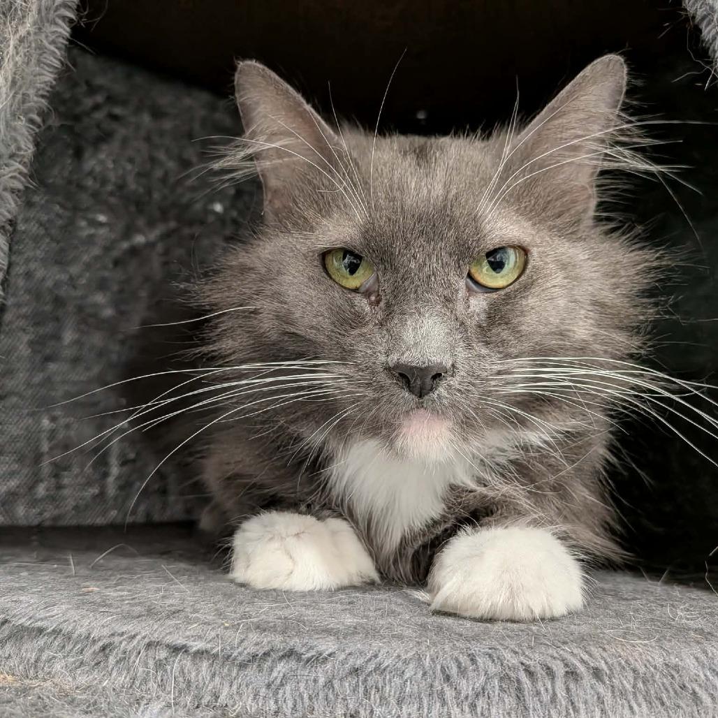 Enlarge Goldie, a Adoptable Domestic Medium Hair in Greenville, PA image 1/2