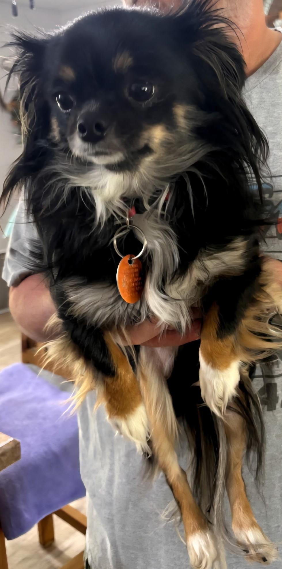 LIL' BIT, Adoptable, Young Female Chihuahua.