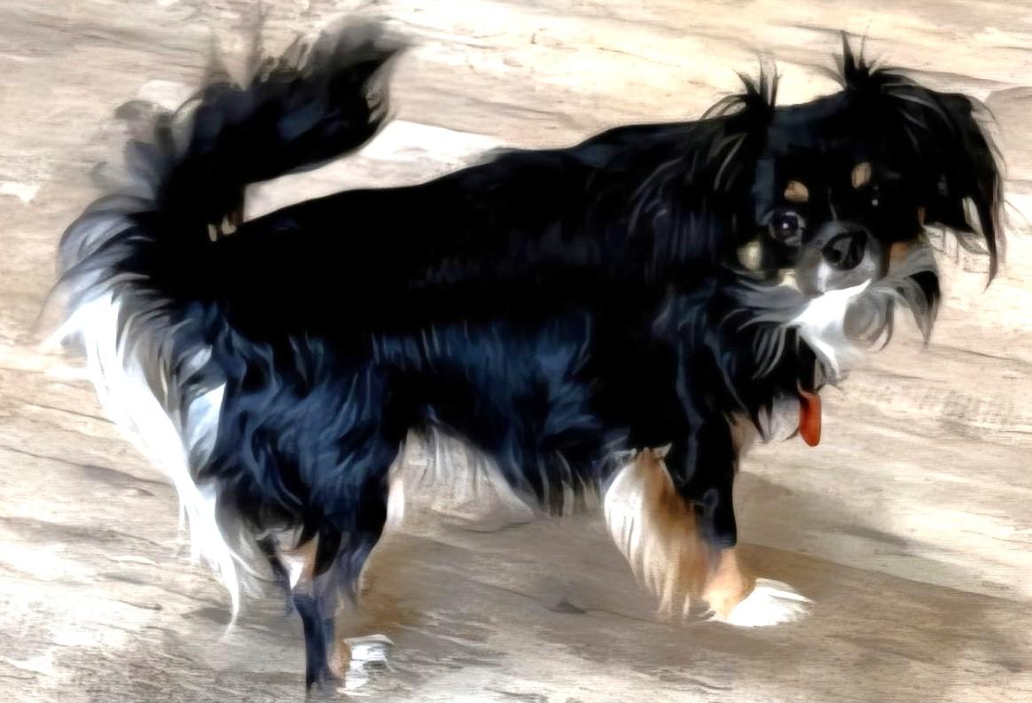 Enlarge LIL' BIT, a Adoptable Chihuahua in fort worth, TX image 3/3